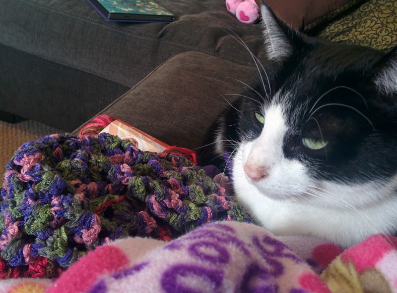 Steve approves of the blanket I'm crocheting.