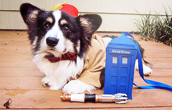 Pudge the Corgi, dressed as the 11th Doctor from Doctor Who.