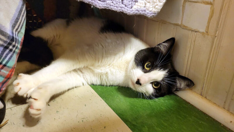 A young cat with black and white markings, laying on her side on the floor and looking at the camera.