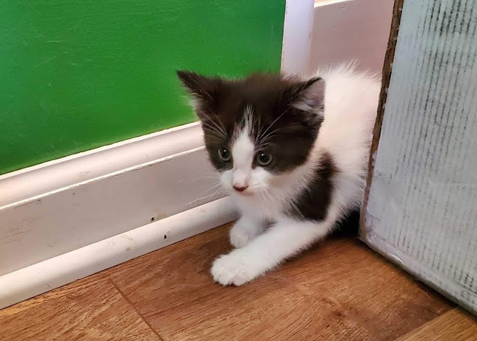A tiny kitten with black and white markings coming out of a box.